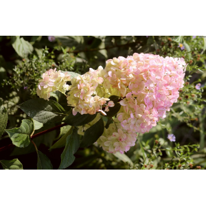 Hortenzia metlinatá (Hydrangea paniculata) ´MAGICAL SWEET SUMMER®´ - výška 30-50 cm, kont. C3L